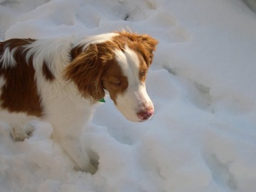 toby in the snow